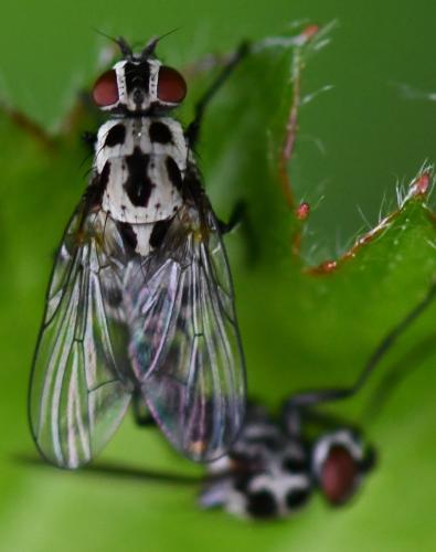 Anthomyia pluvialis